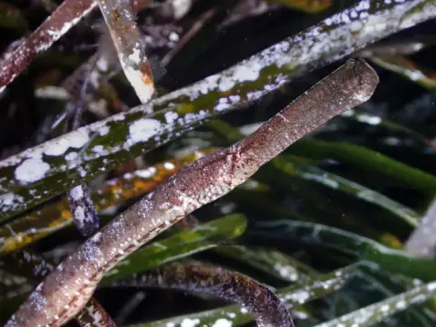 Syngnathus typhle