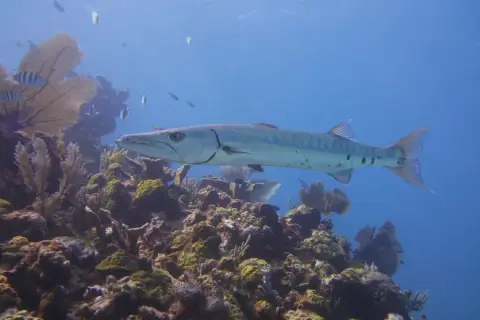 Sphyraena sphyraena