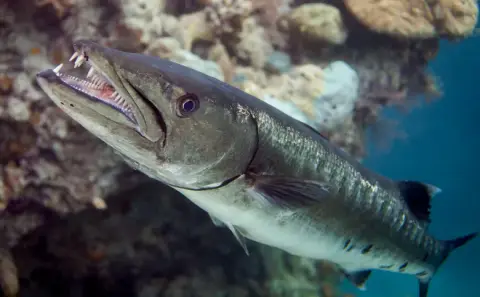 Sphyraena sphyraena