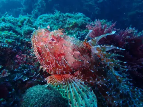 Scorpaena scrofa