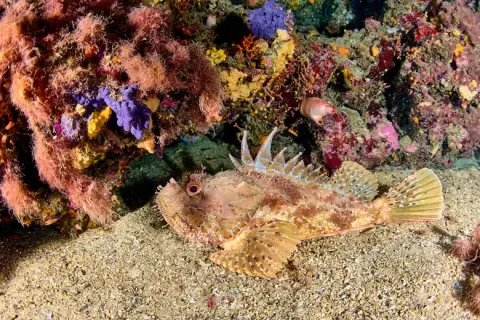 Scorpaena scrofa