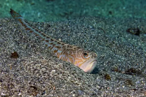 Trachinus draco