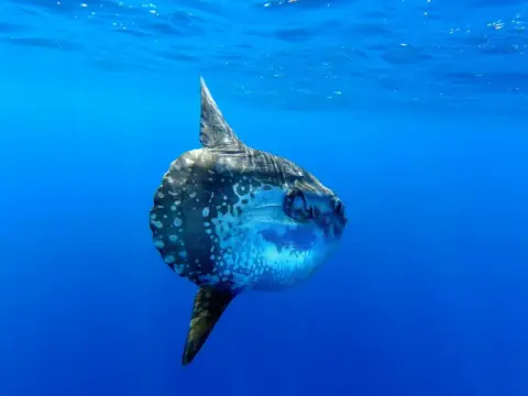 Mola mola