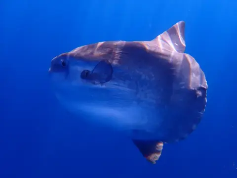 Mola mola