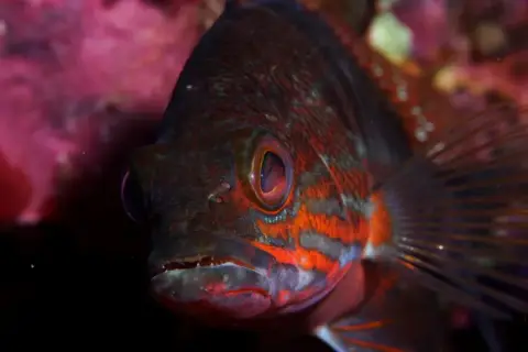 Serranus cabrilla