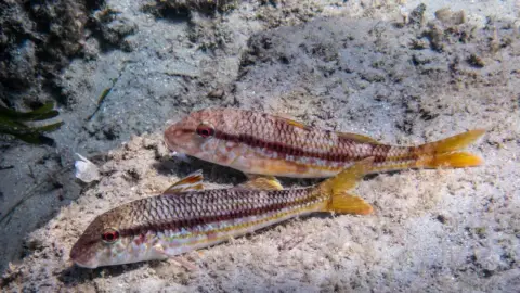 Mullus surmuletus