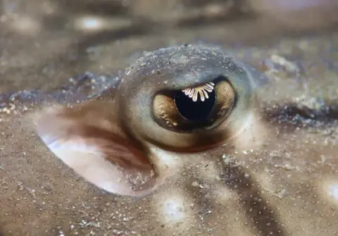 Raja undulata