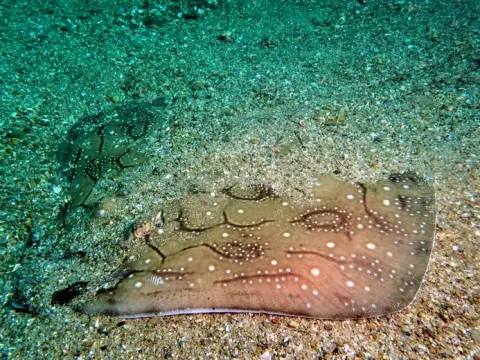 Raja undulata