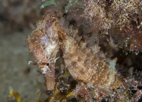 Hippocampus hippocampus