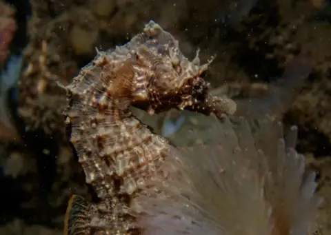 Hippocampus hippocampus