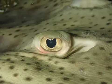 Raja brachyura