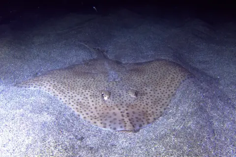 Raja brachyura