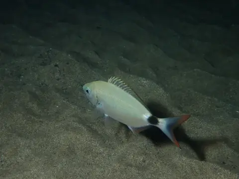Oblada melanurus