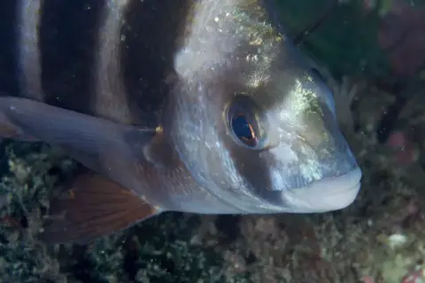 Diplodus cervinus