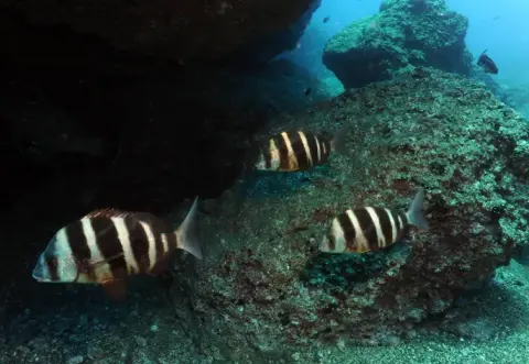 Diplodus cervinus