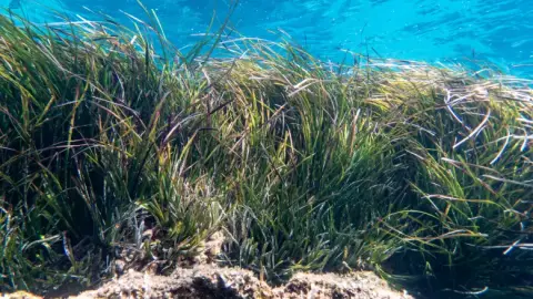 Posidonia oceanica