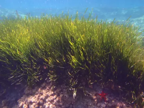 Posidonia oceanica