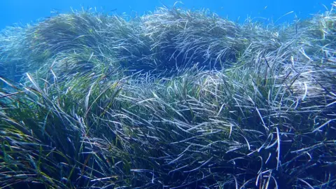 Posidonia oceanica