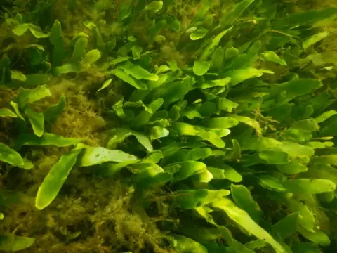 Caulerpa prolifera