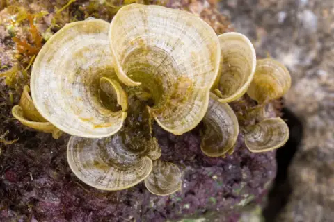 Padina pavonica