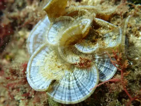 Padina pavonica