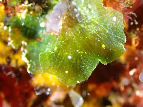 Anadyomene stellata