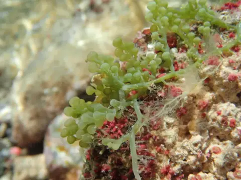 Caulerpa racemosa