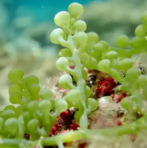 Caulerpa racemosa
