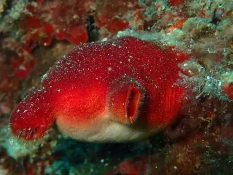 Halocynthia papillosa