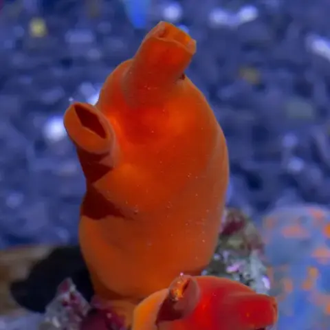 Halocynthia papillosa