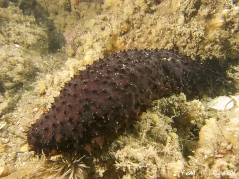 Holothuria forskali