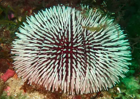 Sphaerechinus granularis