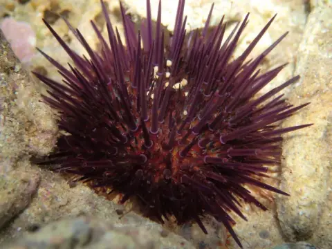 Paracentrotus lividus