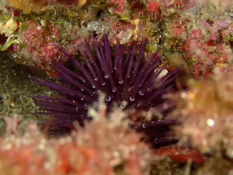 Paracentrotus lividus