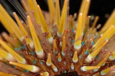 Paracentrotus lividus