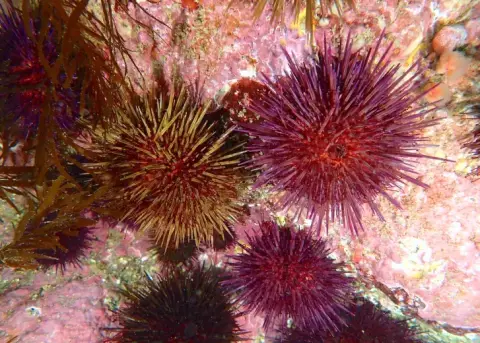 Paracentrotus lividus