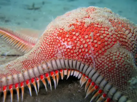 Astropecten aranciacus