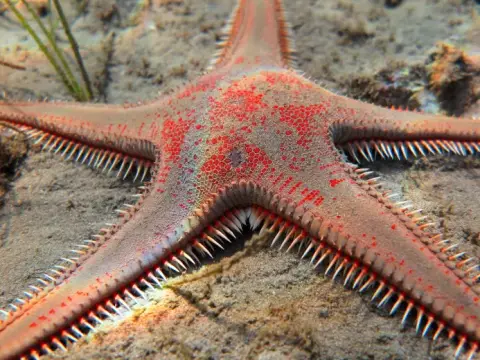 Astropecten aranciacus
