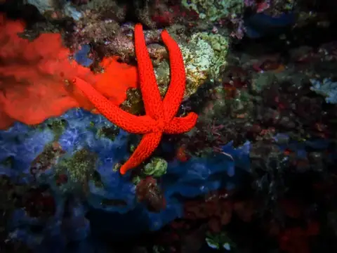 Echinaster (Echinaster) sepositus
