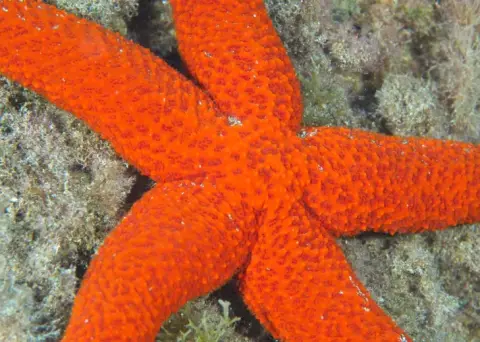 Echinaster (Echinaster) sepositus