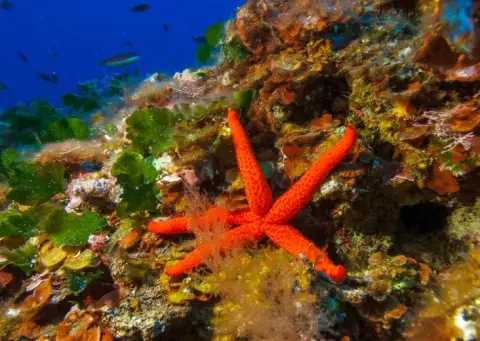 Echinaster (Echinaster) sepositus