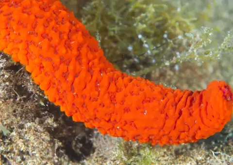 Echinaster (Echinaster) sepositus