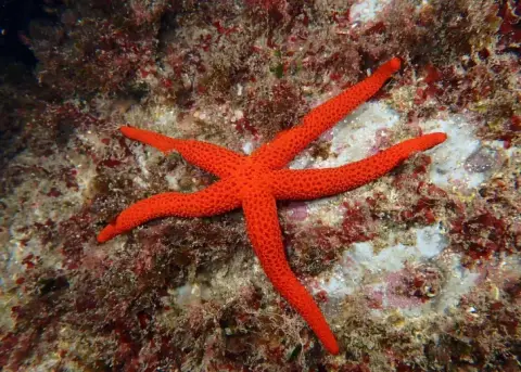 Echinaster (Echinaster) sepositus