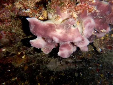 Petrosia ficiformis
