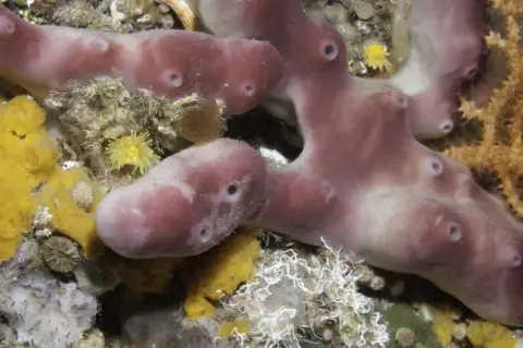 Petrosia ficiformis