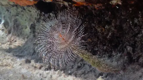 Sabella spallanzanii