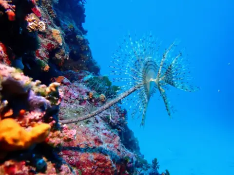 Sabella spallanzanii