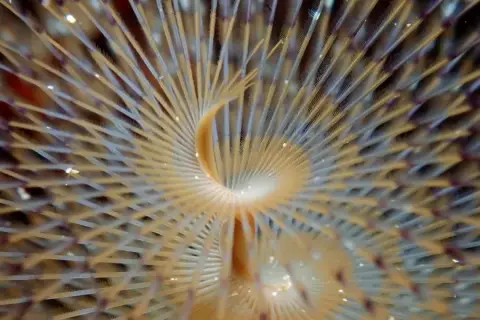 Sabella spallanzanii