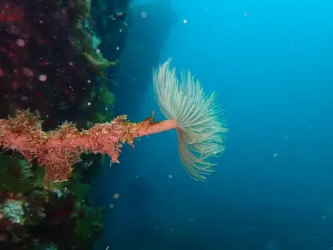 Sabella spallanzanii