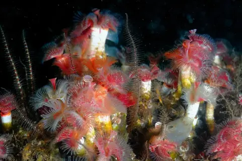 Serpula vermicularis
